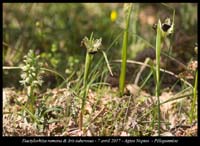 Iris-tuberosus-&-Dactylorhiza-romana